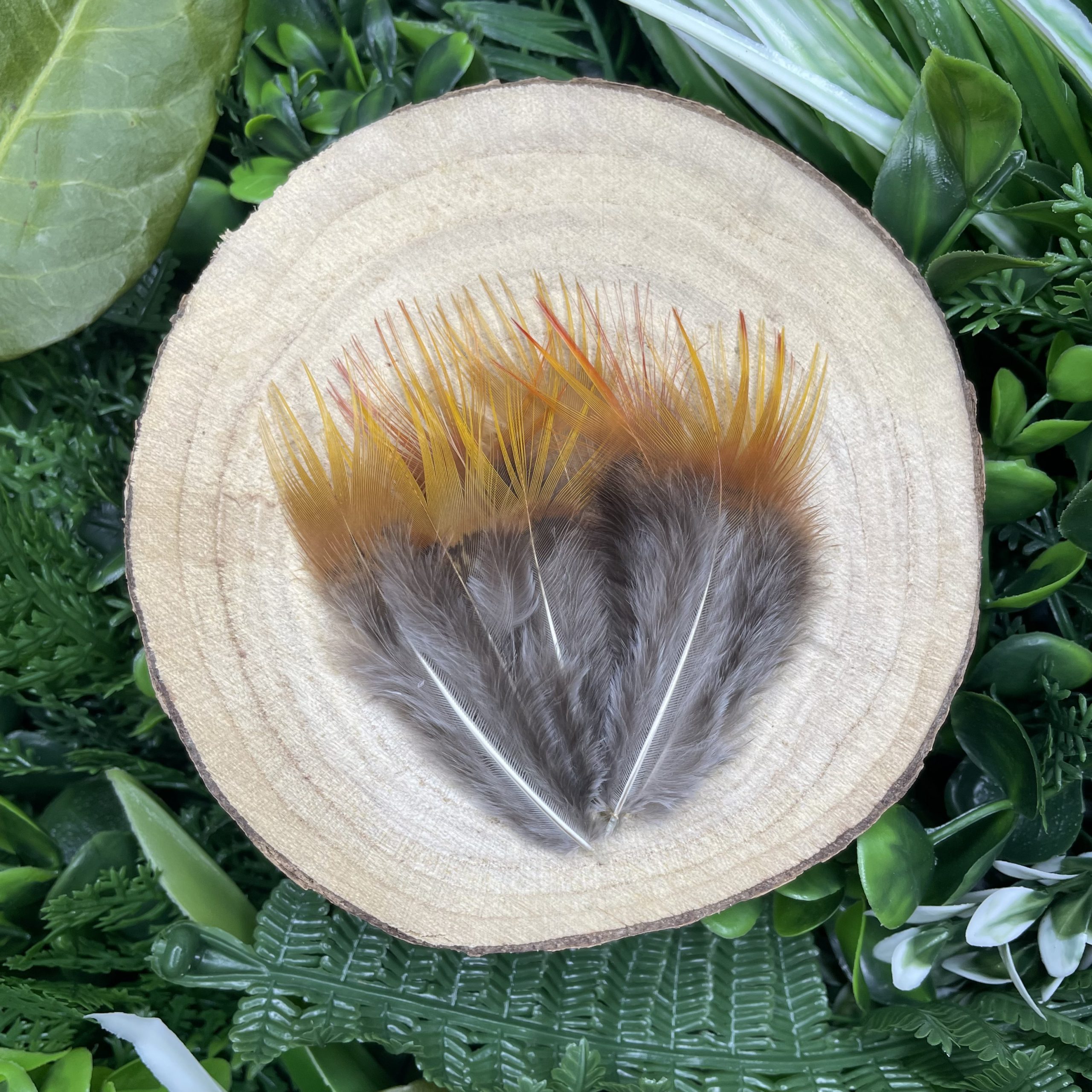 Decorative Pheasant Feathers